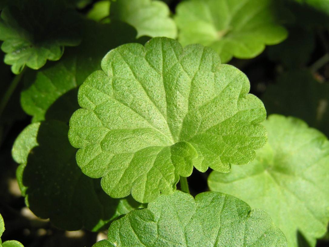 Ground Ivy leaves