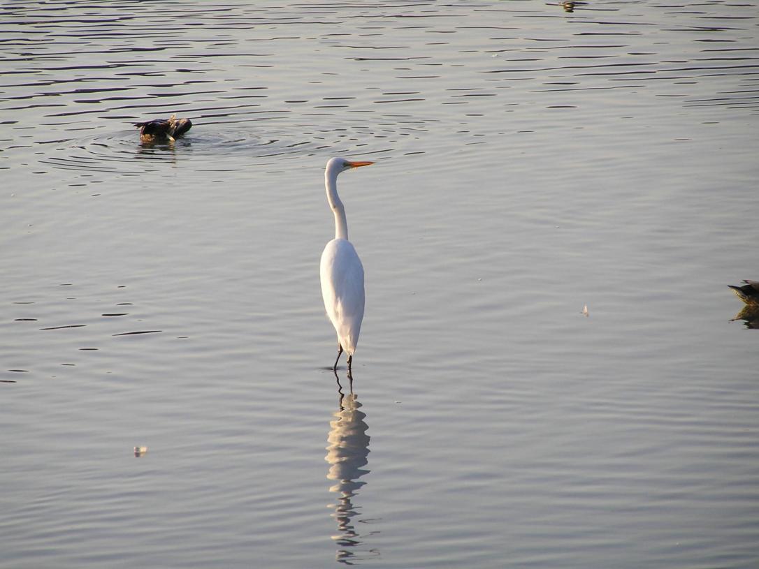 White Heron