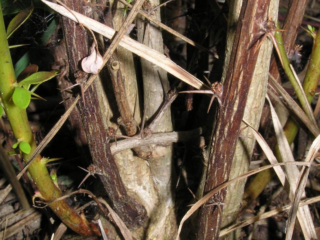 Japanese Barberry bark