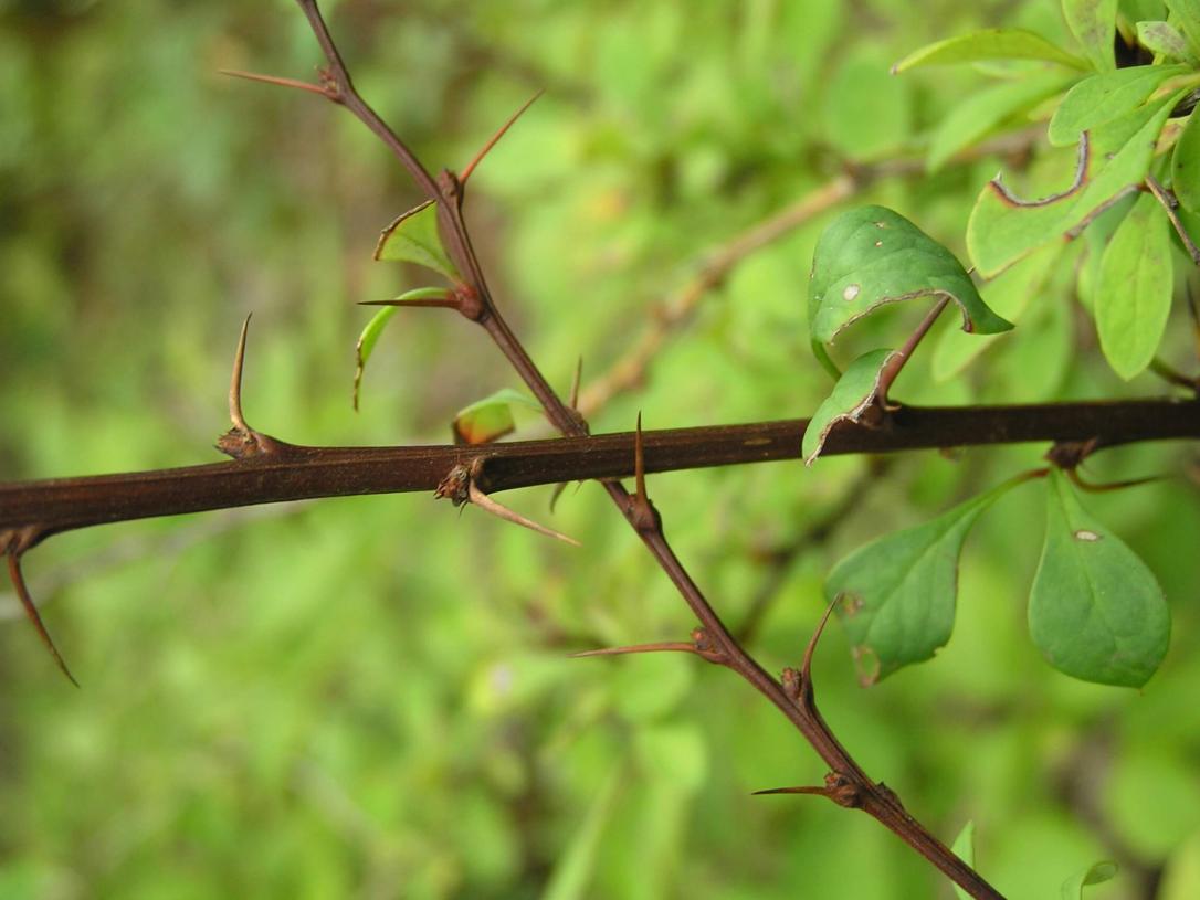 Japanese Barberry branch
