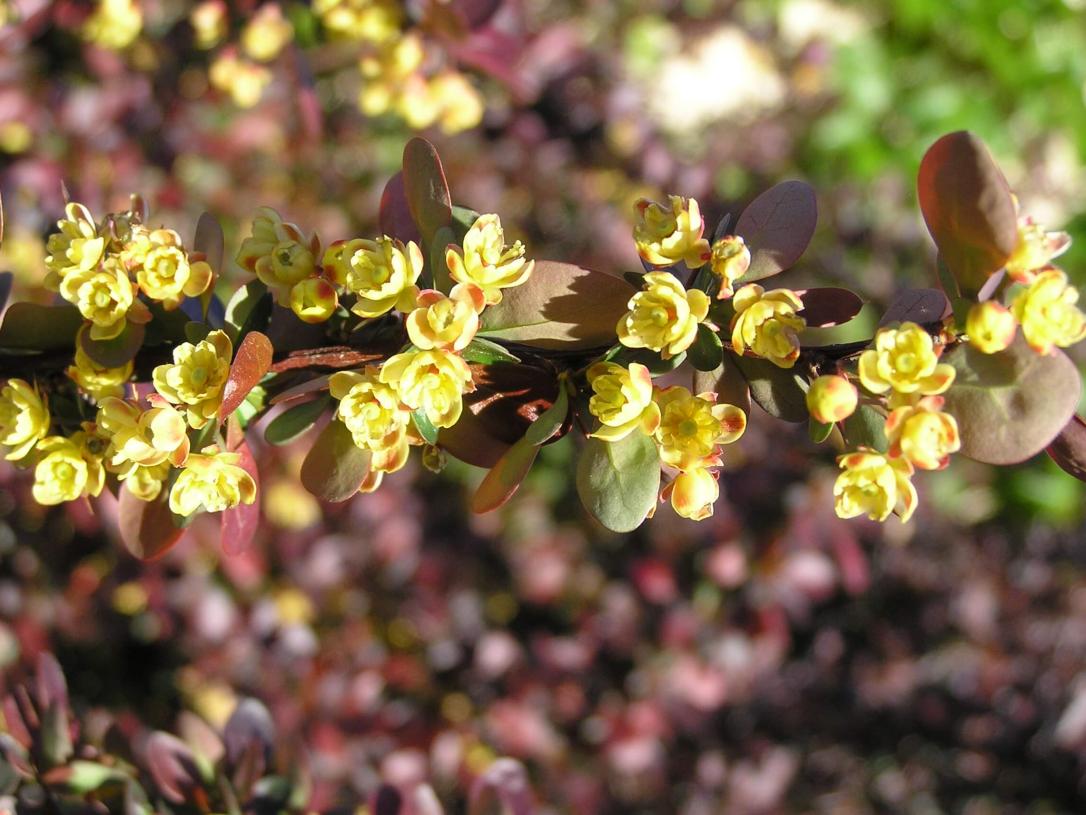 Japanese Barberry flowers