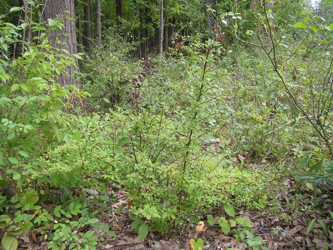 Japanese Barberry habit