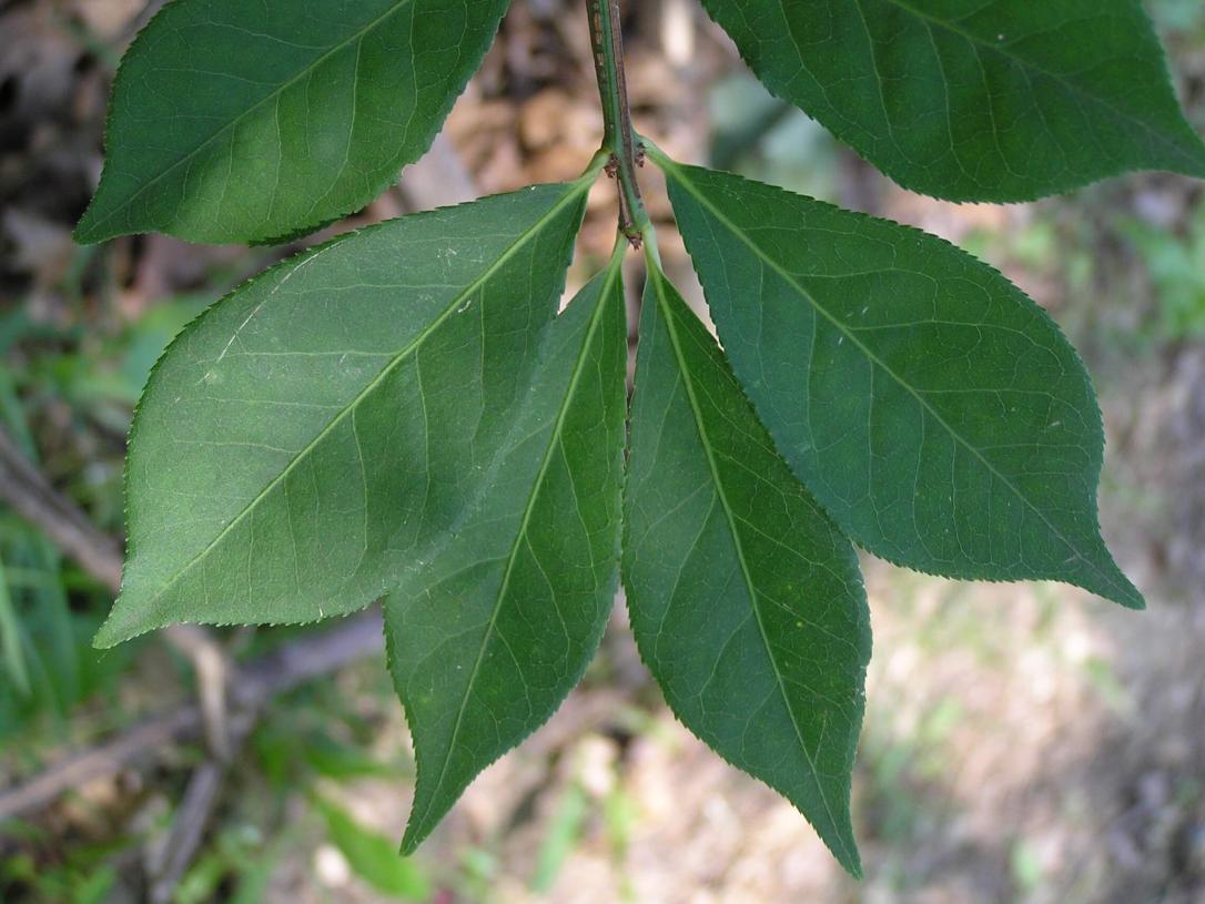 Burning Bush leaves