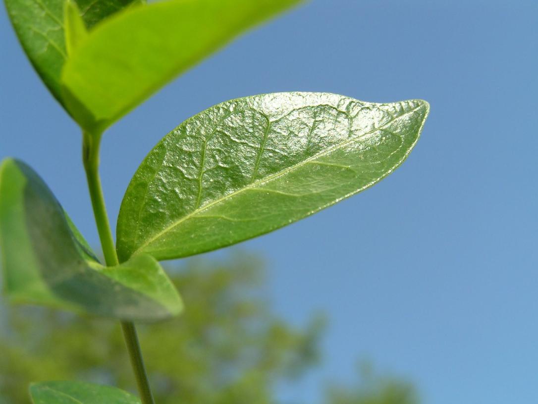 Vinca leaves