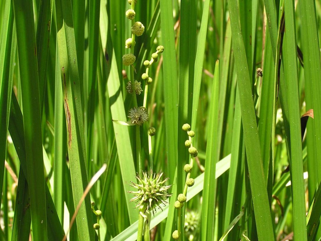 Lesser Bur Reed flower