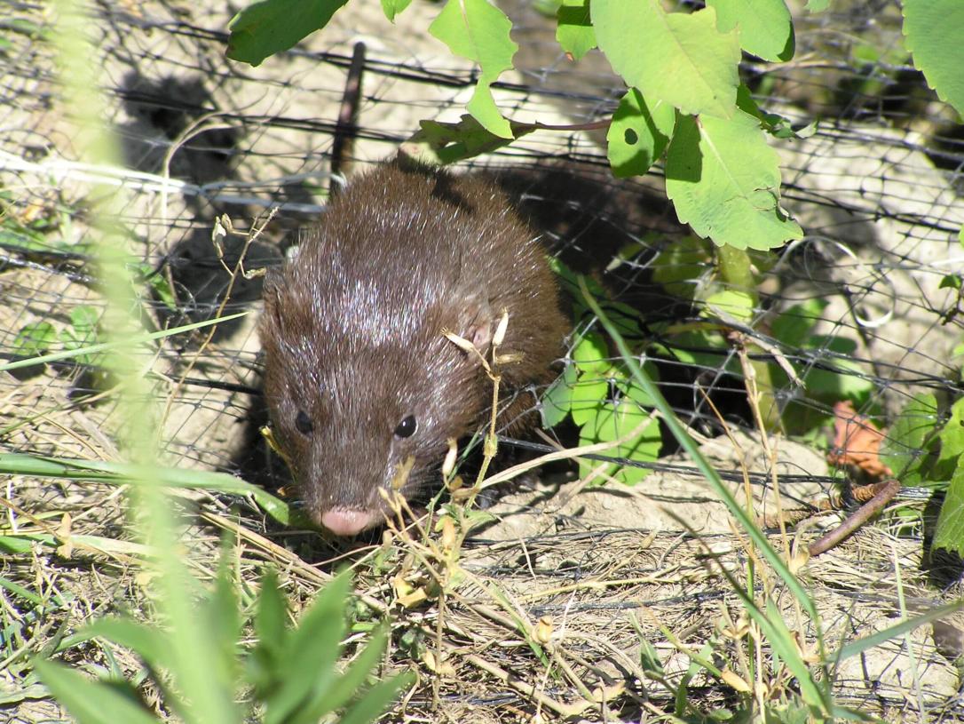Mink