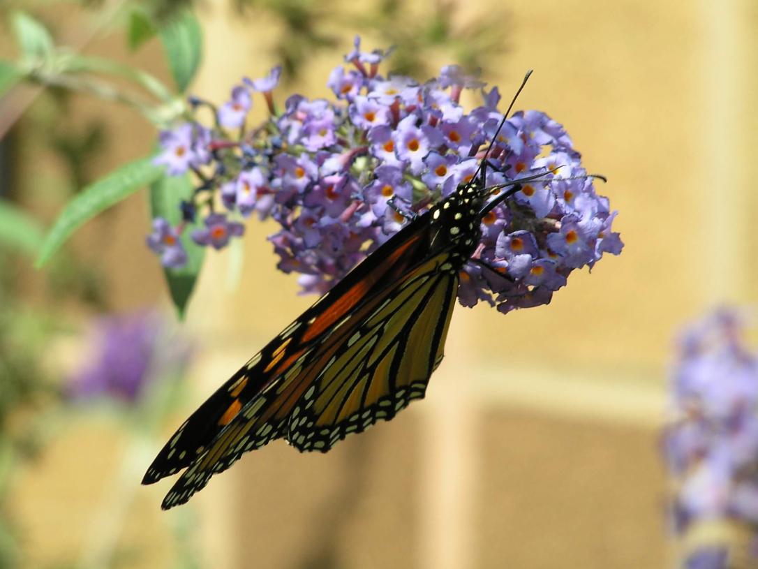 Monarch Butterfly