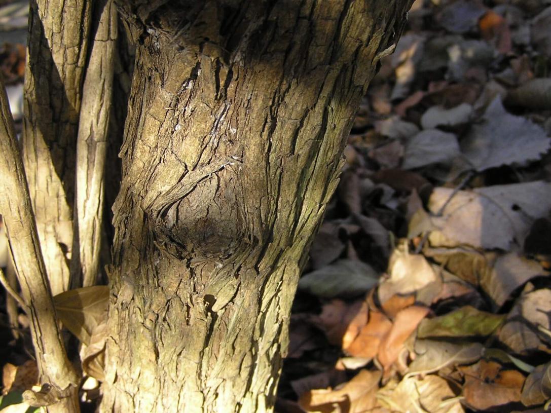 Morrow Honeysuckle bark