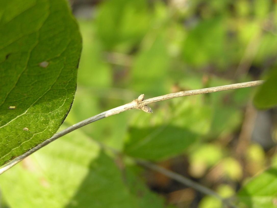 Morrow Honeysuckle bud