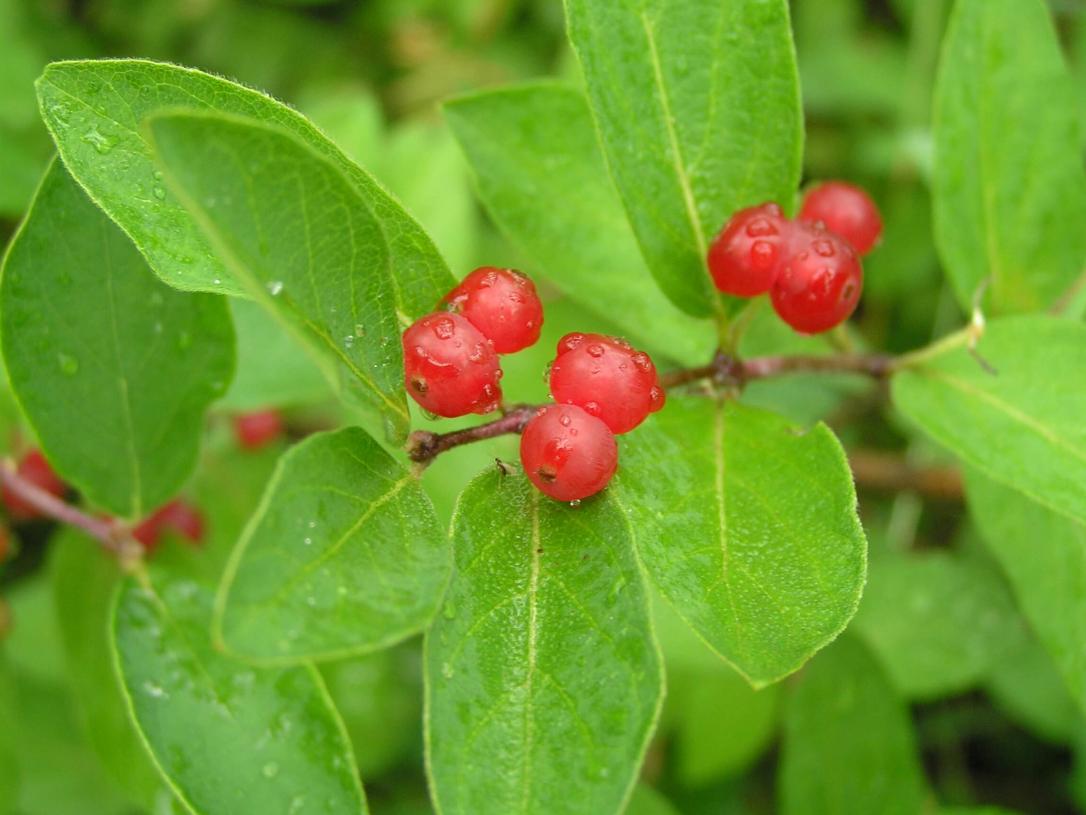 Morrow Honeysuckle fruit