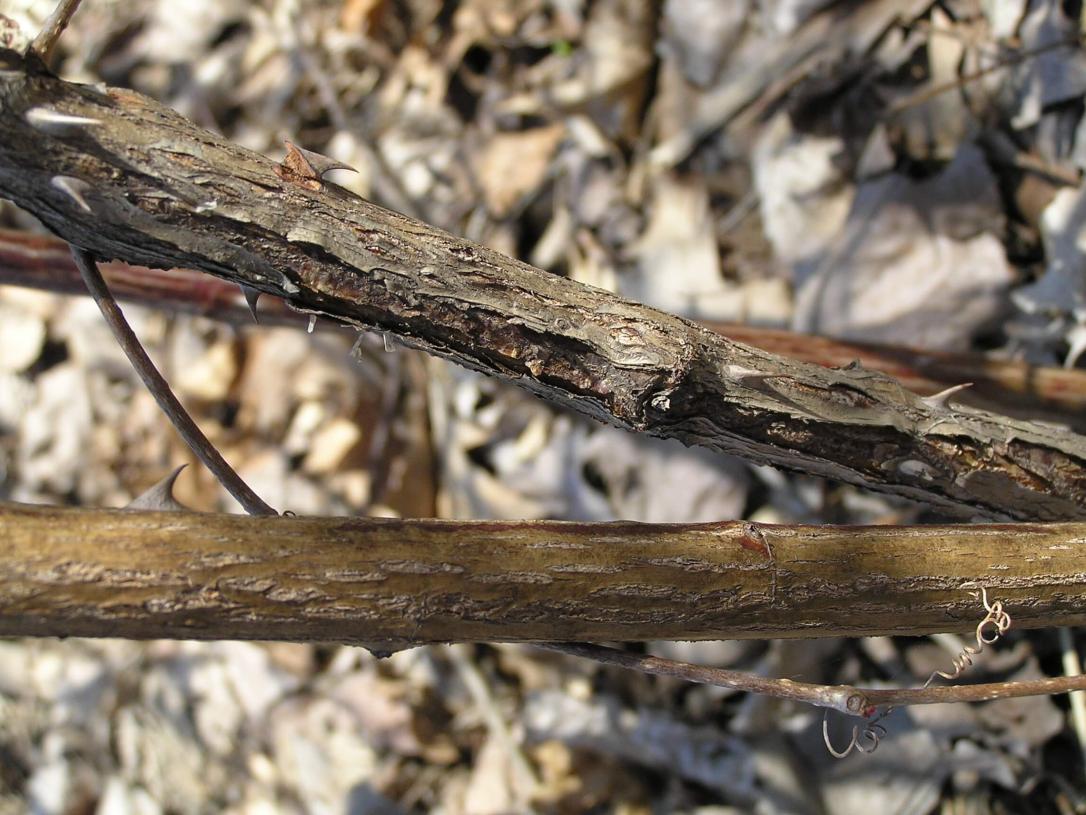Multiflora Rose bark
