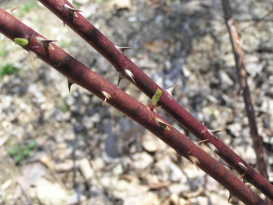 Multiflora Rose branch