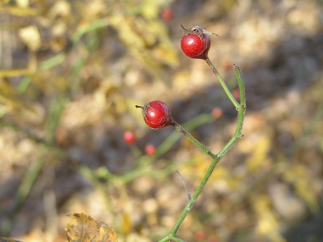 Multiflora Rose fruit