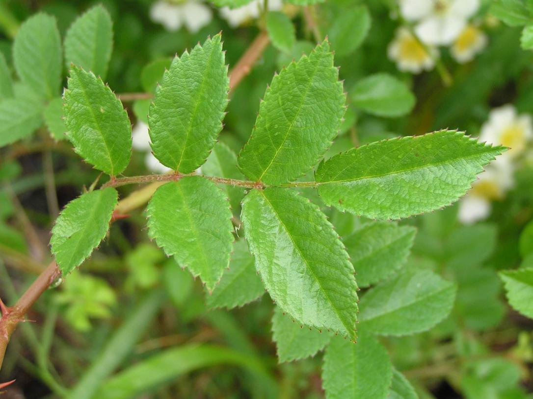 Multiflora Rose leaves
