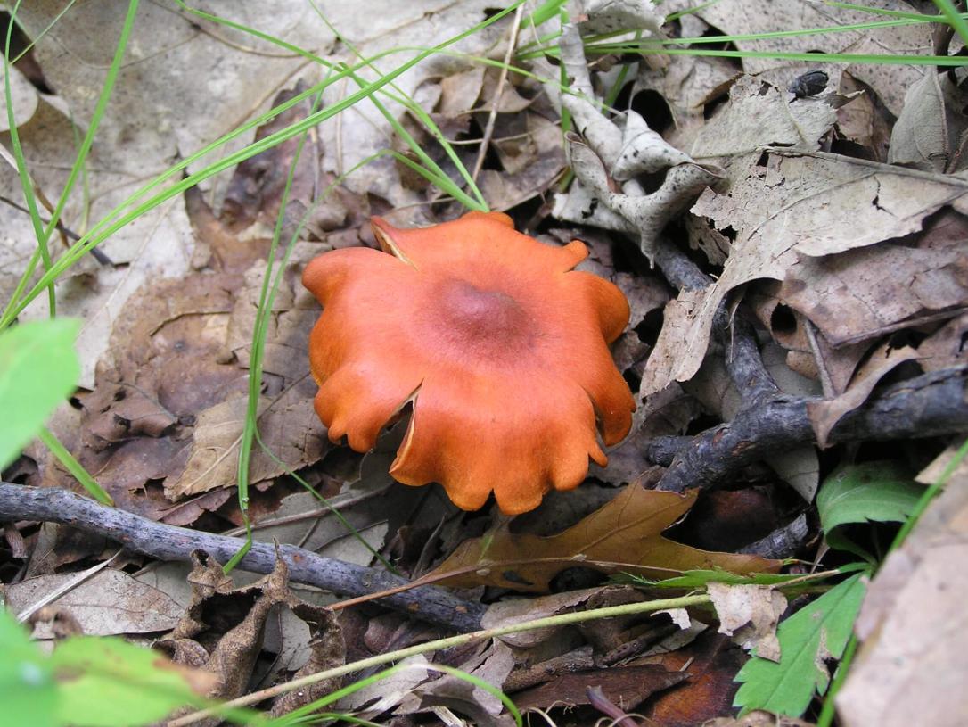 Mushroom