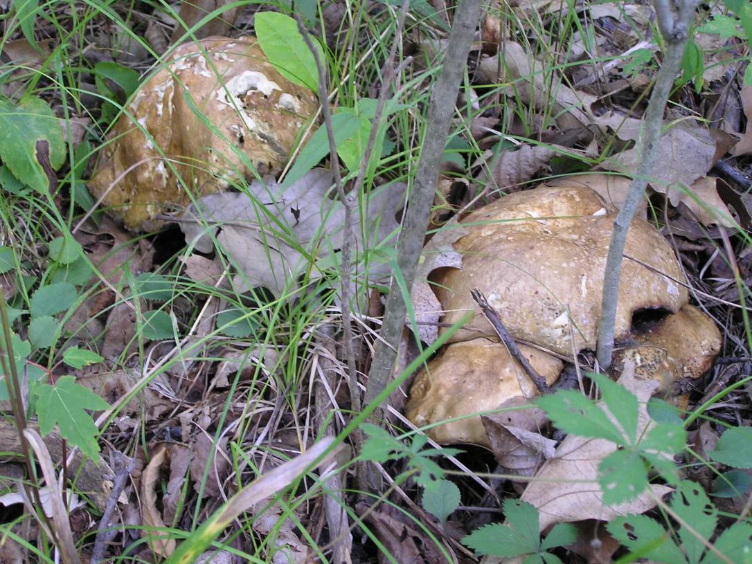 Mushroom
