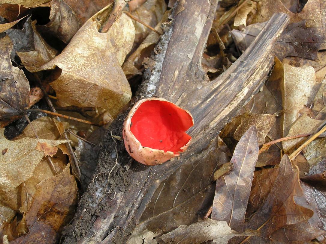 Mushroom