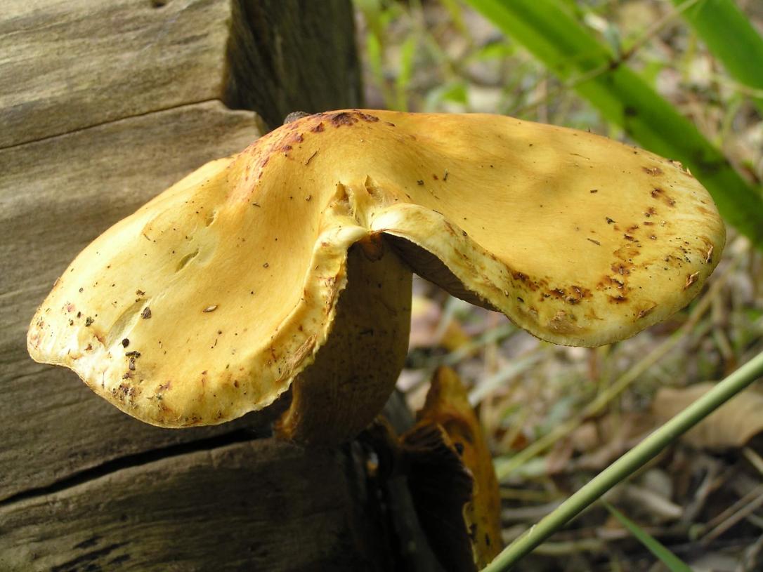 Mushroom