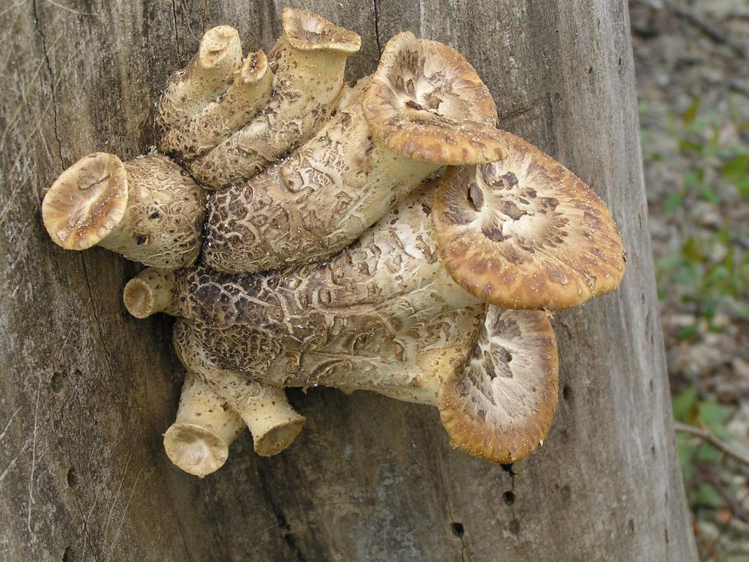 Mushroom