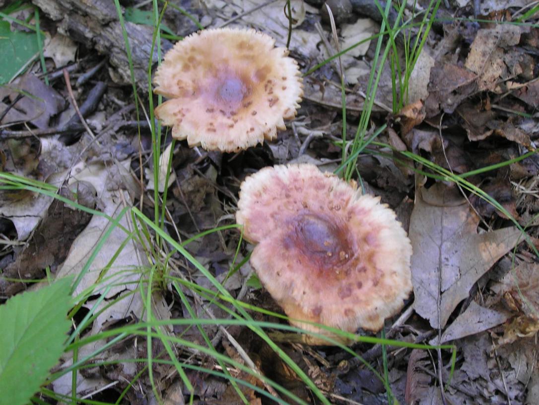 Mushroom