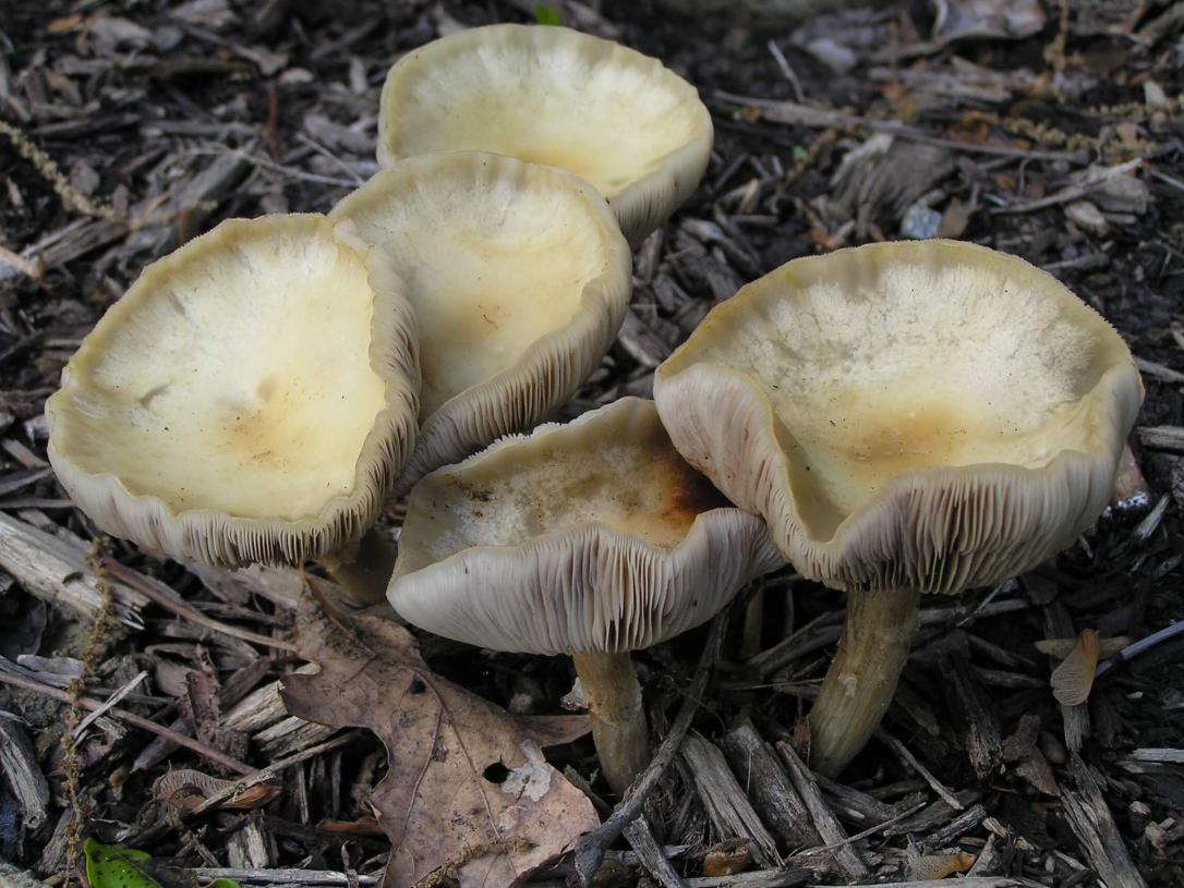 Mushroom