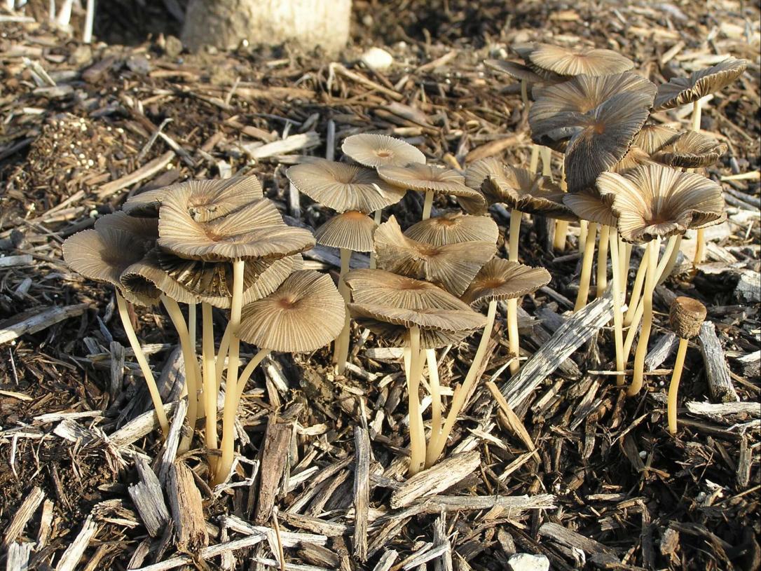 Mushroom