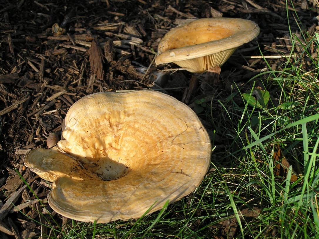 Mushroom