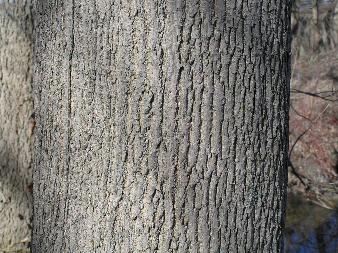 Norway Maple bark