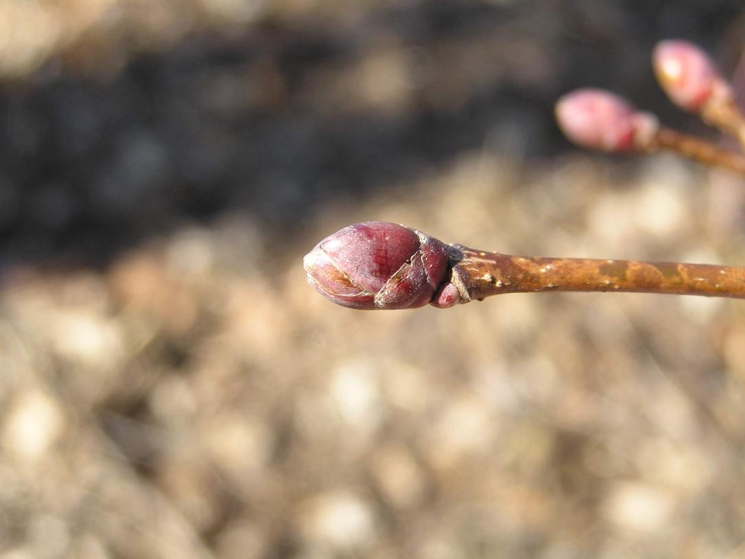 Norway Maple bud