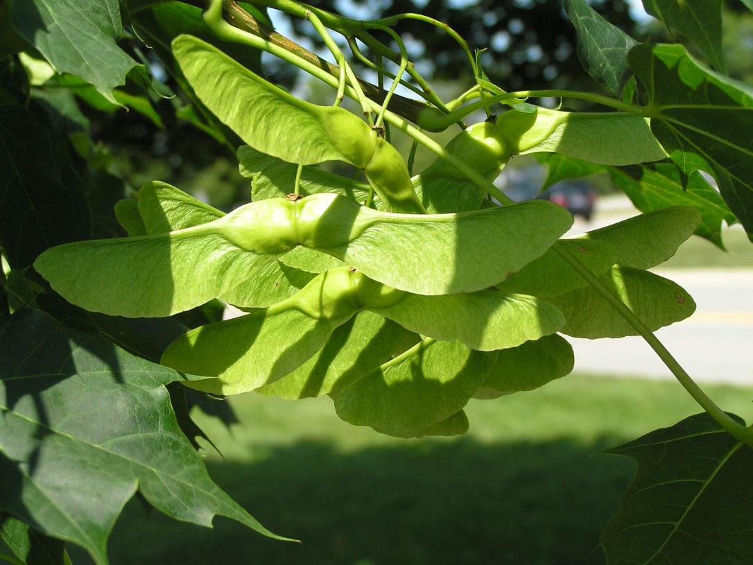 Norway Maple fruit