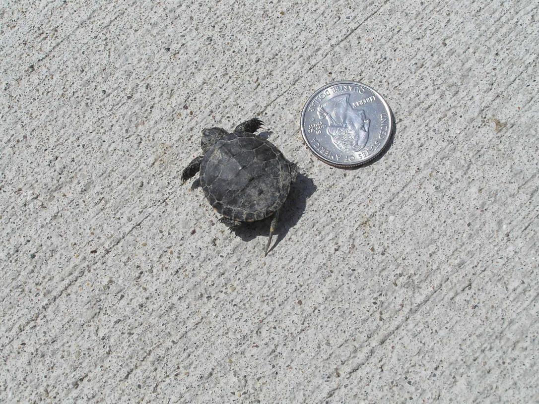 Baby Painted Turtle