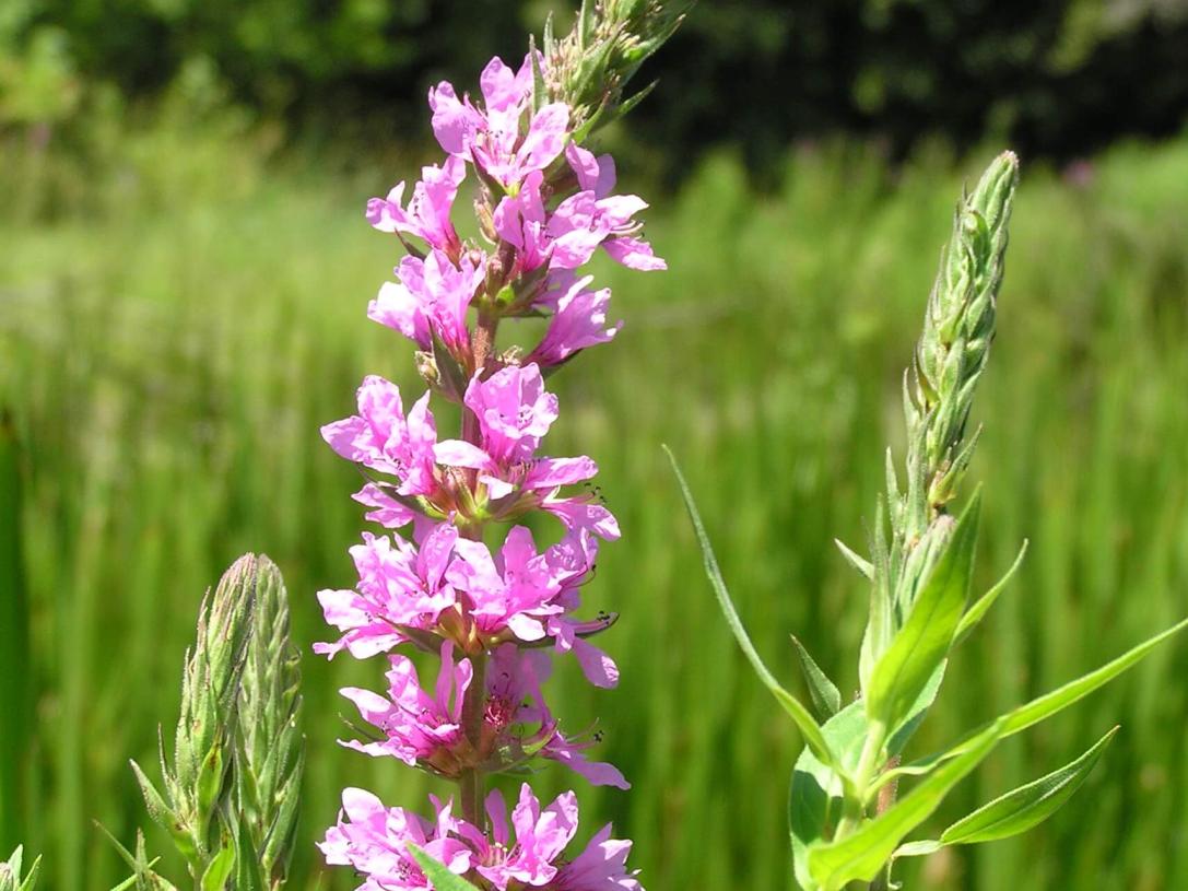 Purple Loosestrife flower