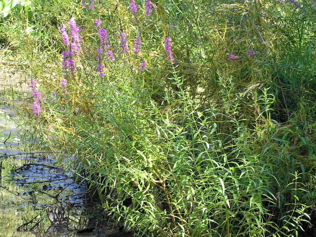 Purple Loosestrife habit