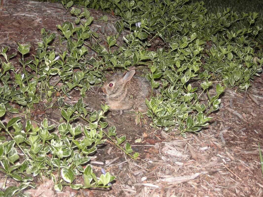 Cottontail Rabbit