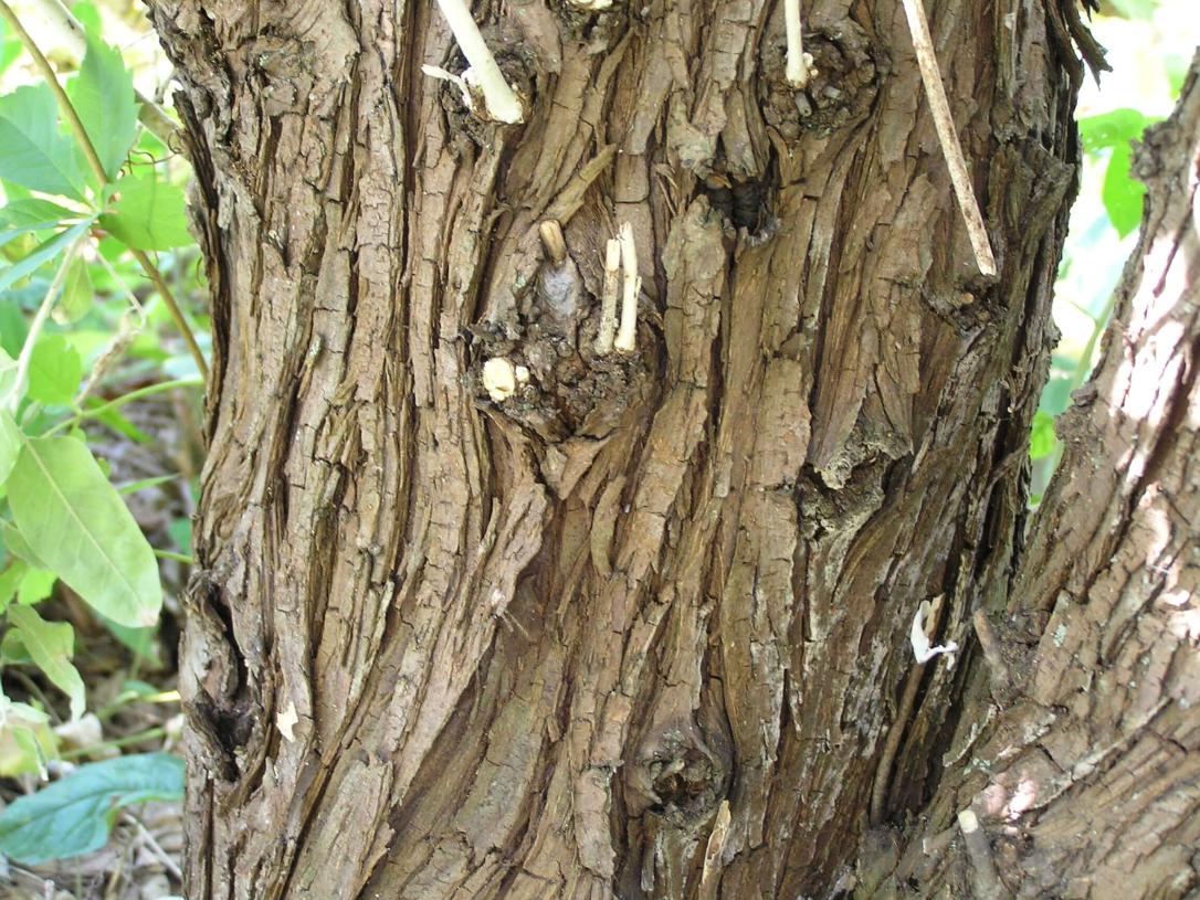 Russian Olive bark