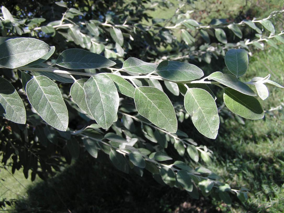 Russian Olive branch