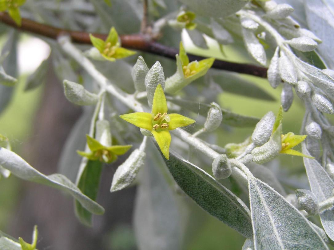 Russian Olive flower