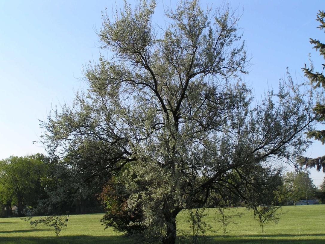 Russian Olive habit