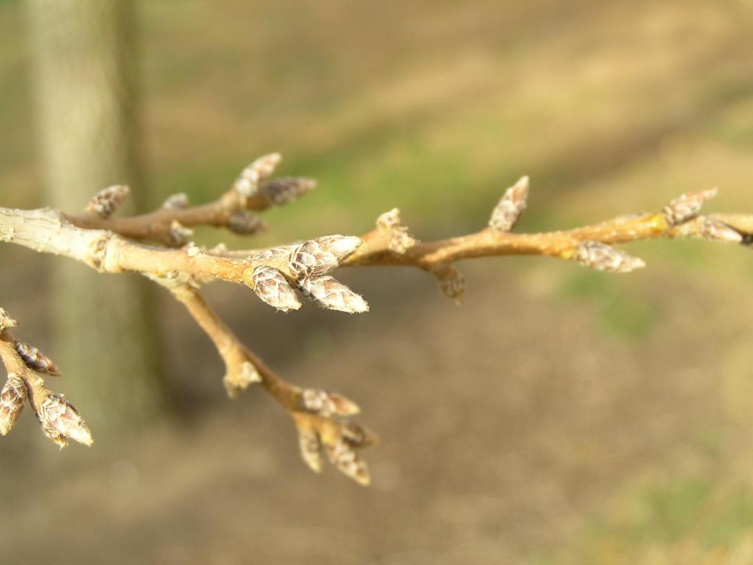 Sawtooth Oak branch