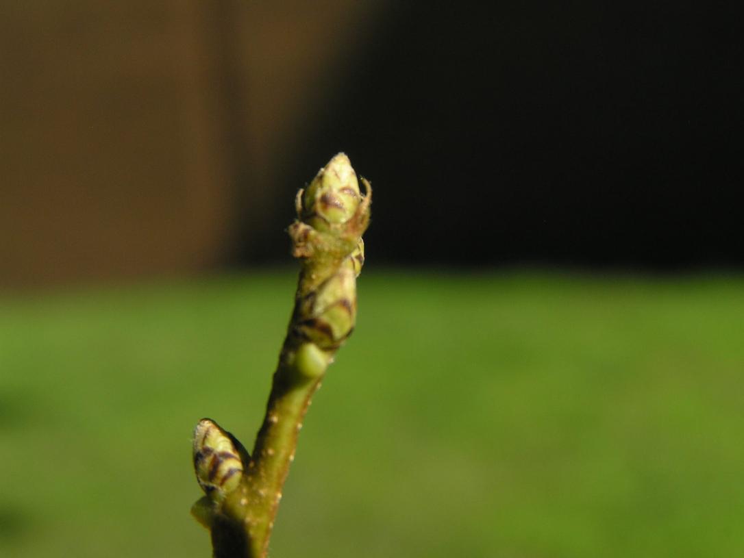 Sawtooth Oak bud