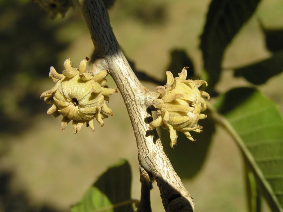 Sawtooth Oak fruit