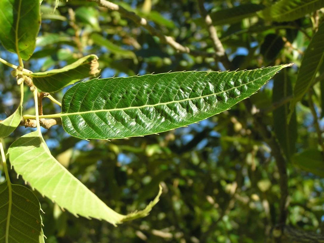 Sawtooth Oak leaves