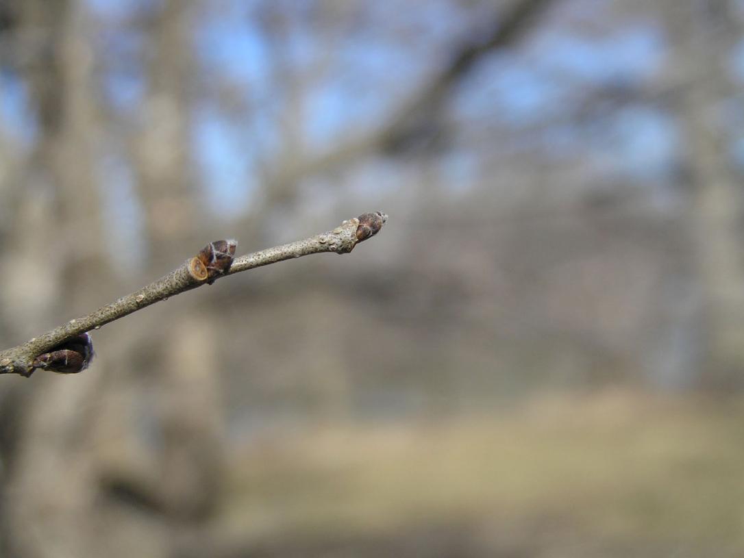 Siberian Elm bud