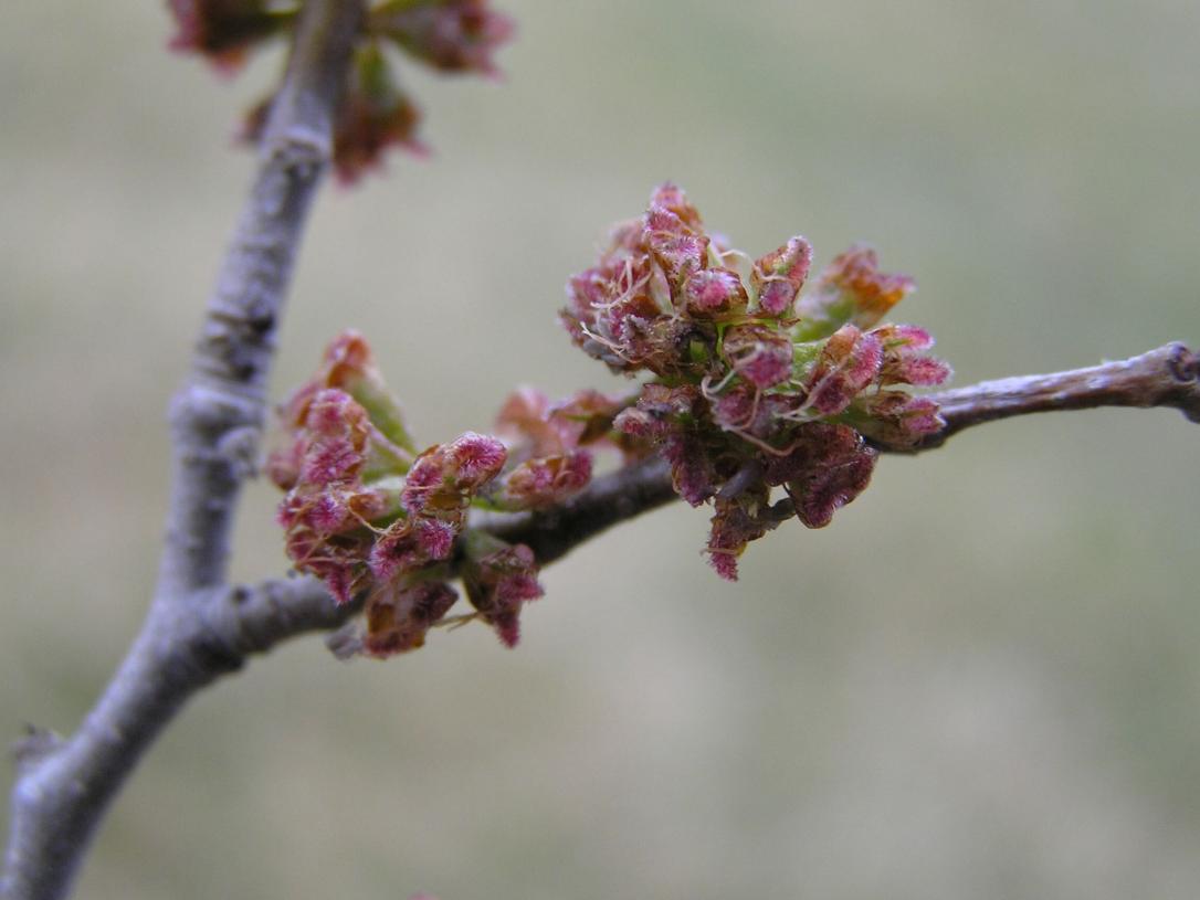 Siberian Elm flower