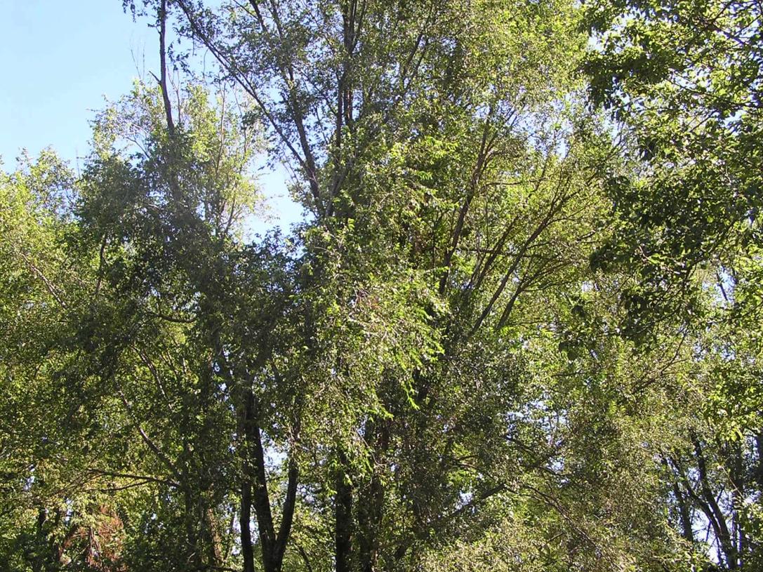Siberian Elm habit