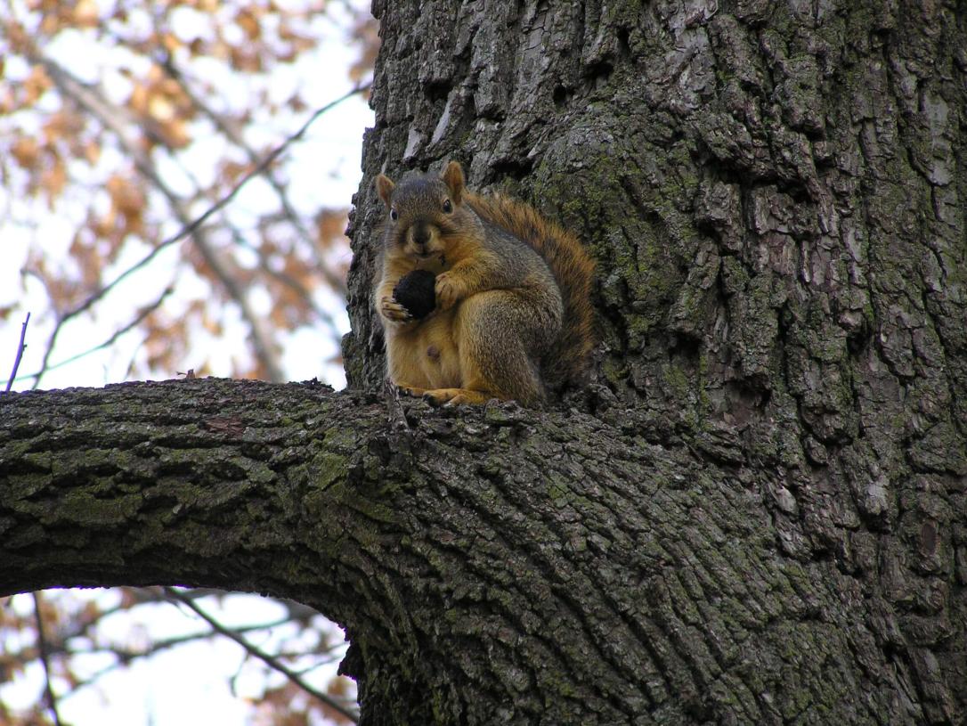 Fox Squirrel 