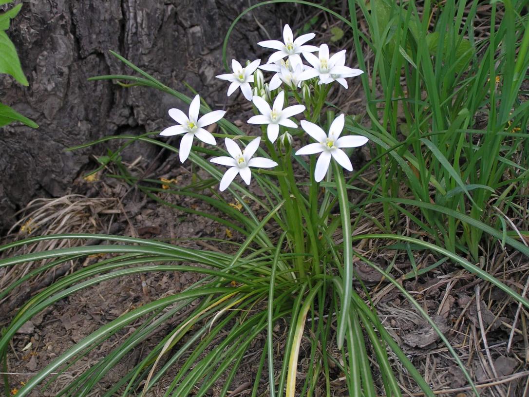 Star of Bethlehem habit