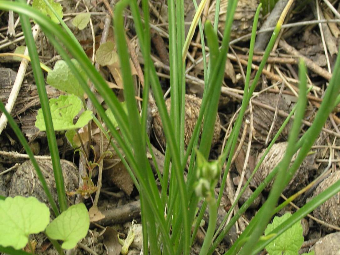 Star of Bethlehem leaves