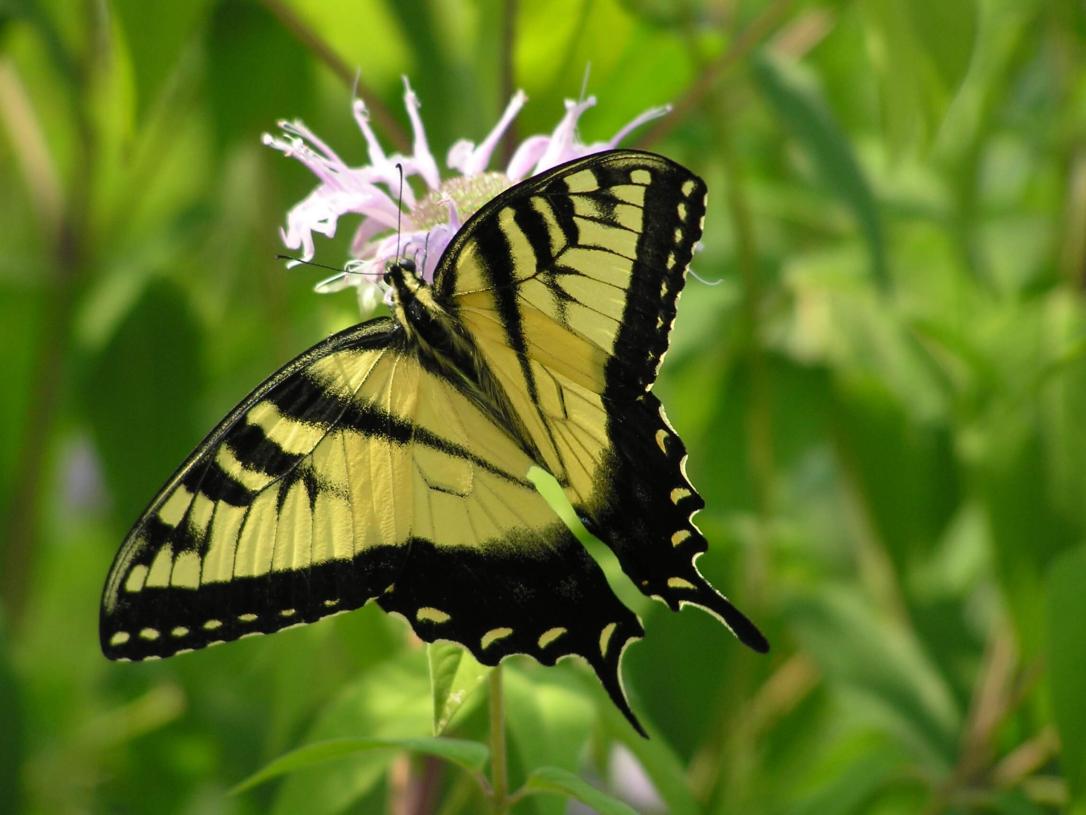 Tiger Swallowtail Butterfly