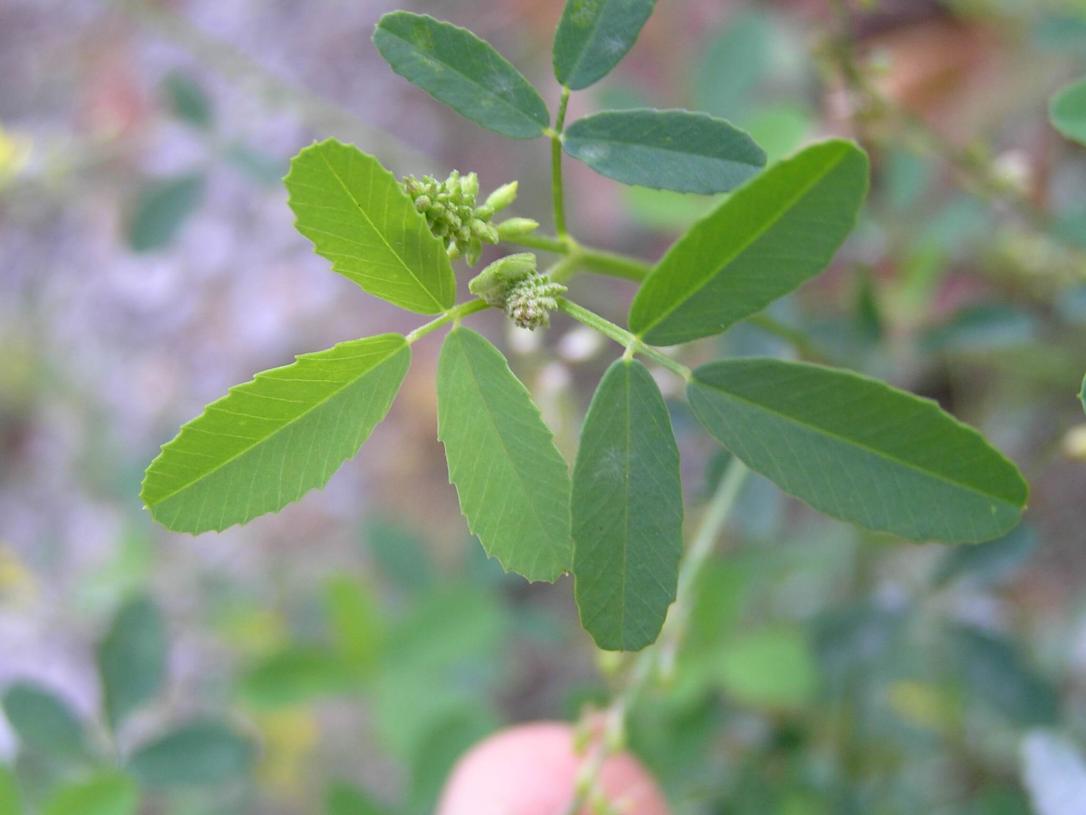 Sweet Clover Yellow